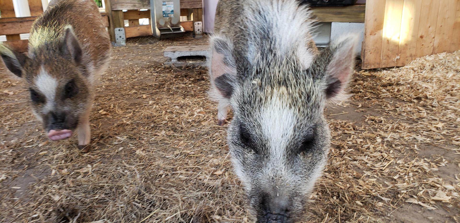 Maizey the Pig