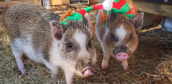 Mini Pigs Festive Holiday Outfits