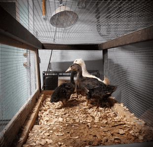 Easy Clean Baby Duckling Elevated Brooder Setup