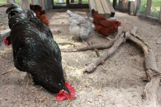 chicken-gang-eating-treats