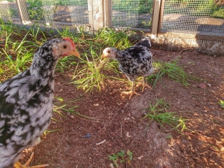 chicken-in-predator-proof-run