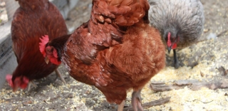 chicken-in-run-maizey-meadows