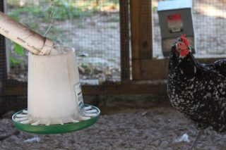 chicken-near-easy-feeder-setup