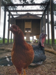 chicken-turkey-in-chickens-run