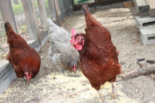 chickens-eating-treats-in-enclosure