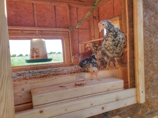chickens-in-coop-door