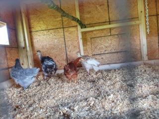 chickens-in-new-coop