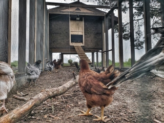 chickens-in-protected-enclosure