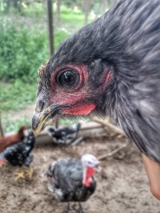 chickens-in-protected-enclosure (2)