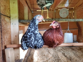 chickens-roosting-in-coop (2)