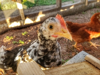 curious-chicken-in-predator-proofed-run