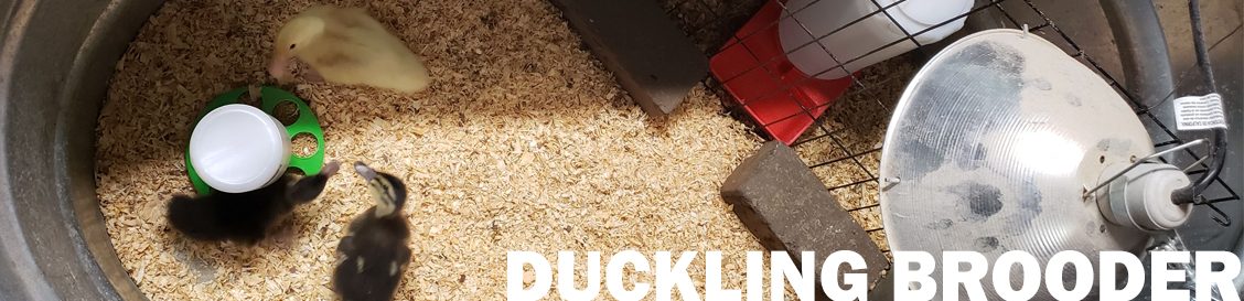 Duck Brooder | Raising Ducklings Care & Maintenance
