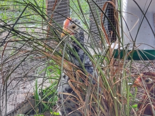 hiding-chicken-behind-grass