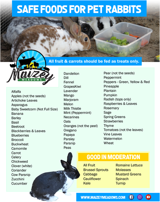 Safe Foods for Pet Rabbits