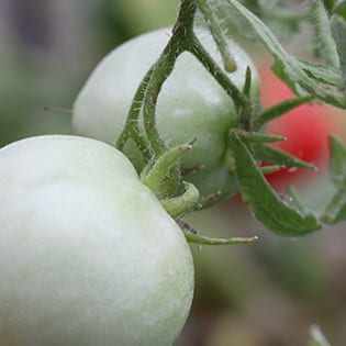 Toxic plants for goats to eat - Tomato Leaves