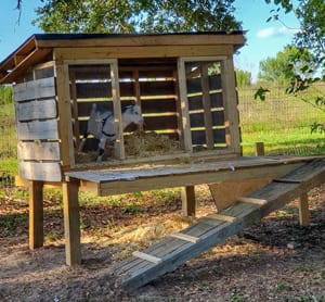 Goat Shelter Build 2019