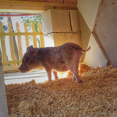 DIY Outdoor Mini Pig House