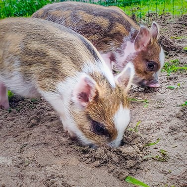 mini-pigs rooting in dirt