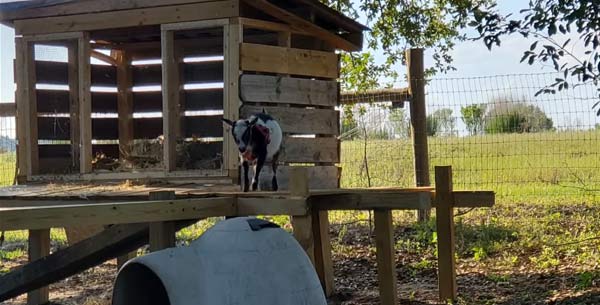 Goat Pen and Loafing Pad - Nigerian Dwarf Goats