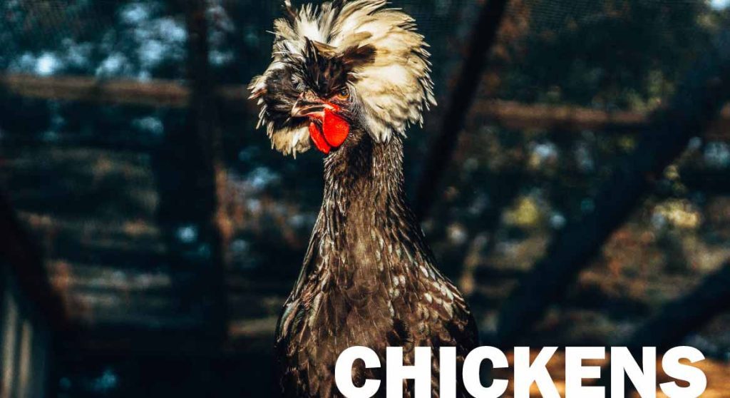 predator proof chicken coop and run | Animal Enclosure