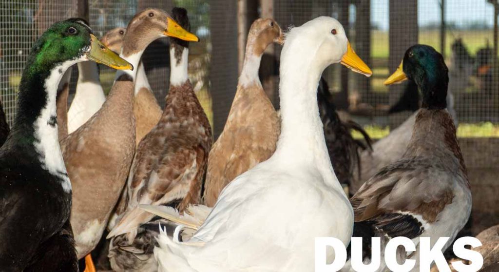 Predator proof duck enclosures