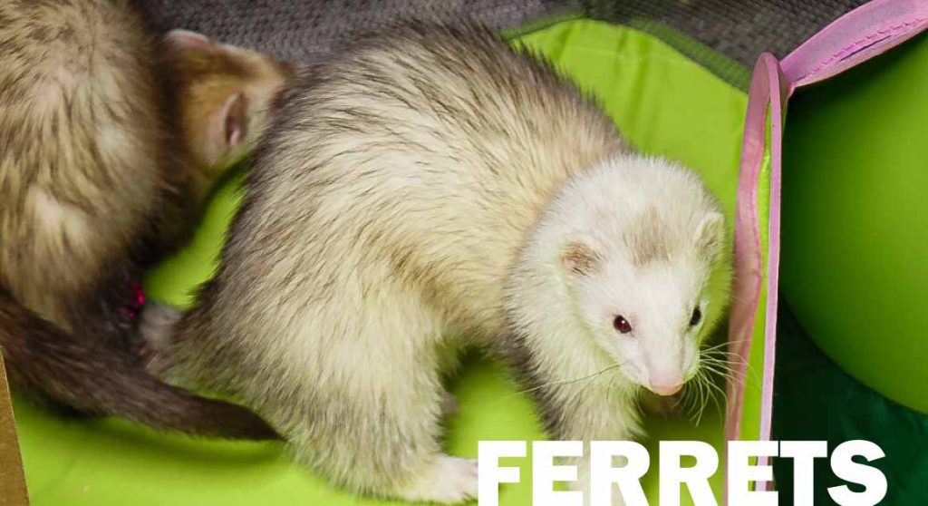 ferret care and Maintenance