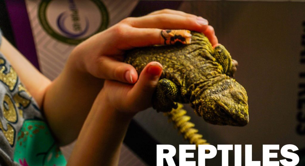 reptiles in their DIY habitats