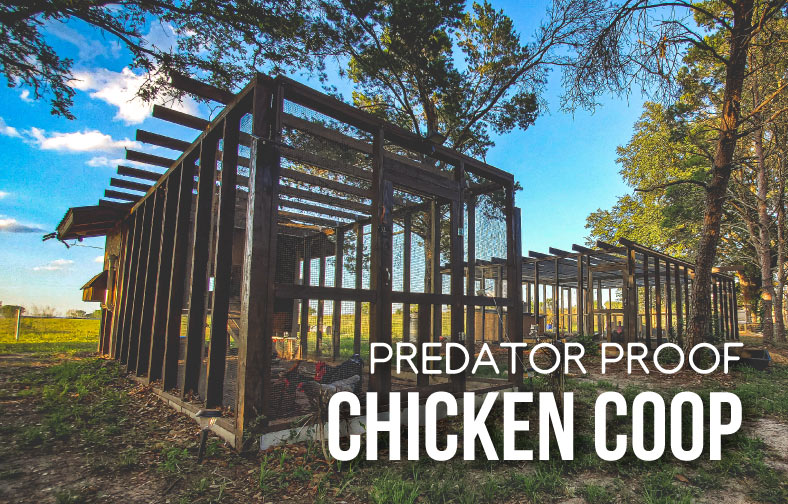 Predator Proof Chicken Enclosure | DIY Build