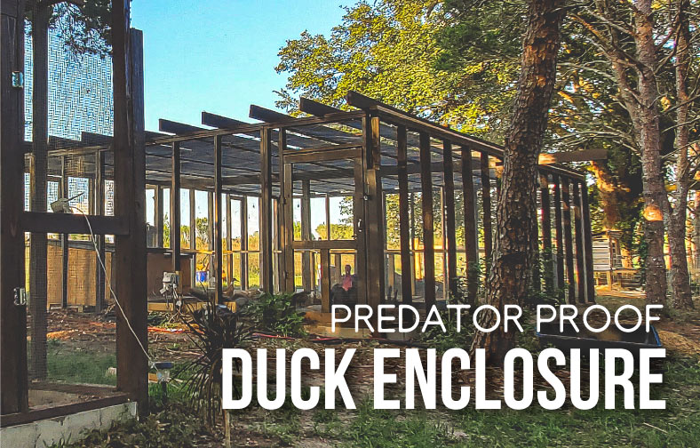 Predator Proof Duck Enclosure with Pond